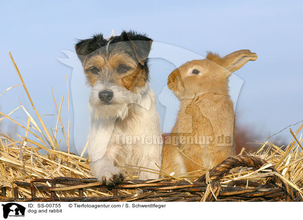Hund und Kaninchen / dog and rabbit / SS-00755
