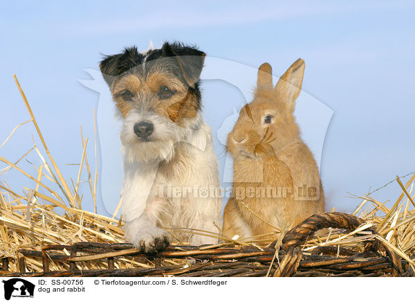 dog and rabbit / SS-00756
