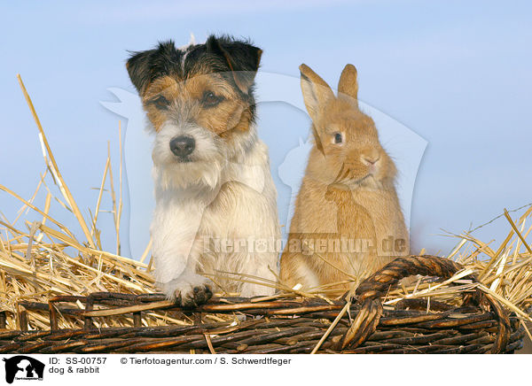 Hund & Kaninchen / dog & rabbit / SS-00757