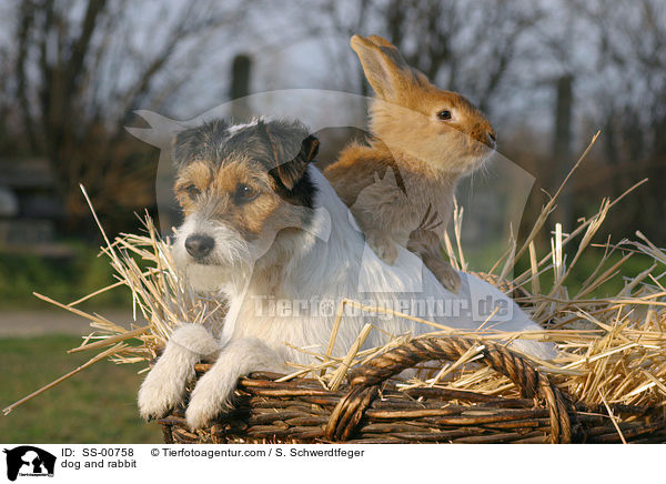 Parson Russell Terrier und Kaninchen / dog and rabbit / SS-00758