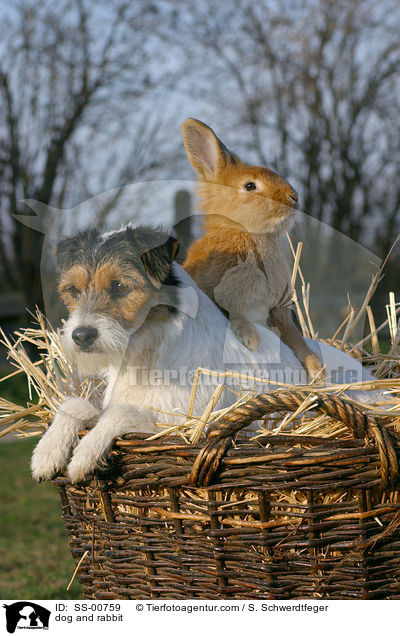 Parson Russell Terrier und Kaninchen / dog and rabbit / SS-00759