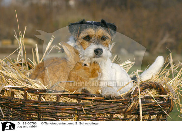 dog and rabbit / SS-00760
