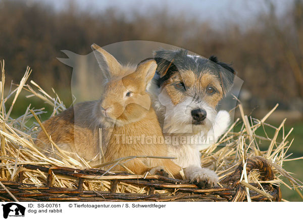 Parson Russell Terrier und Kaninchen / dog and rabbit / SS-00761