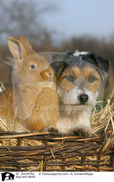 Parson Russell Terrier und Kaninchen / dog and rabbit / SS-00762
