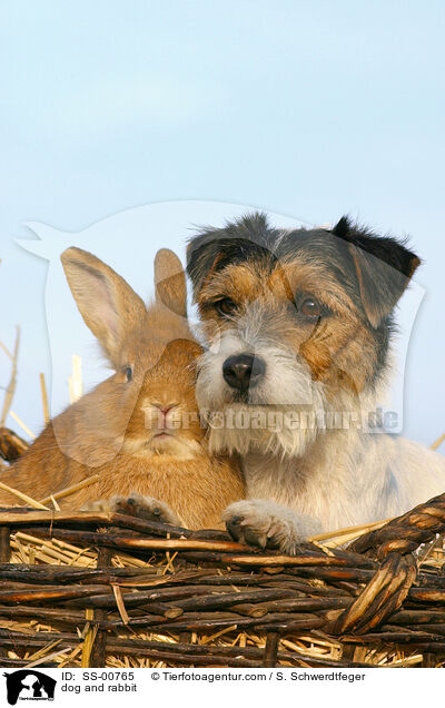 Parson Russell Terrier und Kaninchen / dog and rabbit / SS-00765