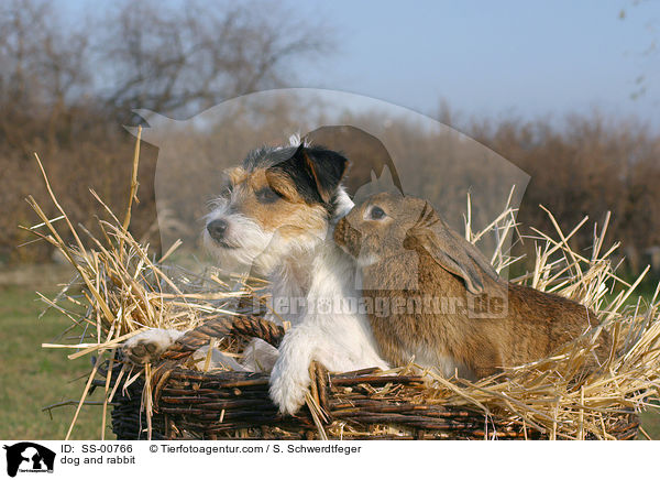 Parson Russell Terrier und Kaninchen / dog and rabbit / SS-00766