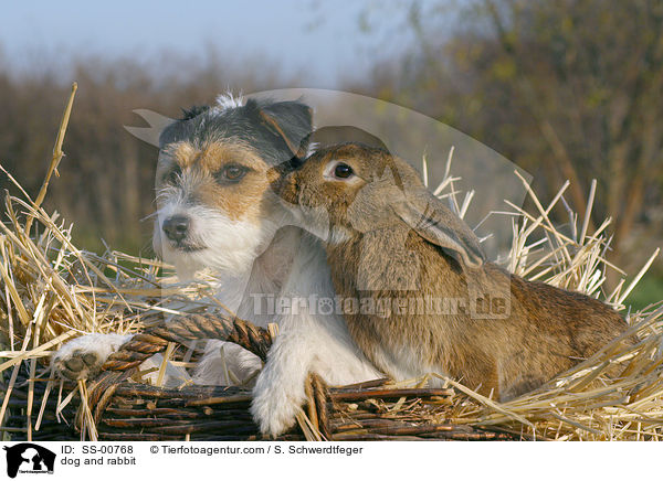Parson Russell Terrier und Kaninchen / dog and rabbit / SS-00768