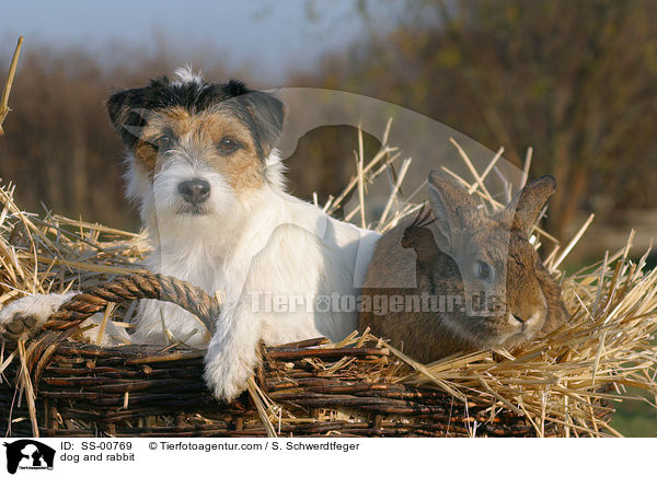 Parson Russell Terrier und Kaninchen / dog and rabbit / SS-00769