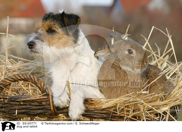 Parson Russell Terrier und Kaninchen / dog and rabbit / SS-00771