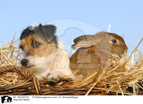 Hund und Kaninchen / dog and rabbit / SS-00774