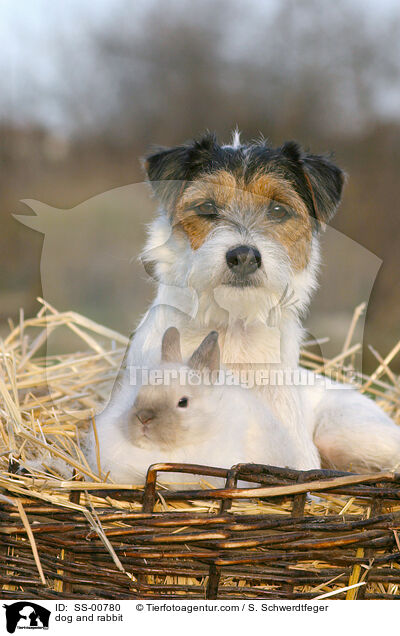 Parson Russell Terrier und Kaninchen / dog and rabbit / SS-00780