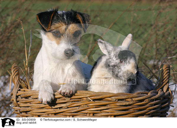 Parson Russell Terrier und Kaninchen / dog and rabbit / SS-00909