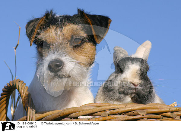 Parson Russell Terrier und Kaninchen / dog and rabbit / SS-00910