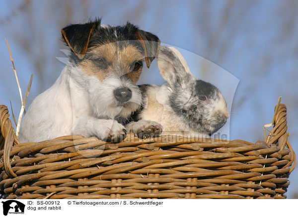 Parson Russell Terrier und Kaninchen / dog and rabbit / SS-00912