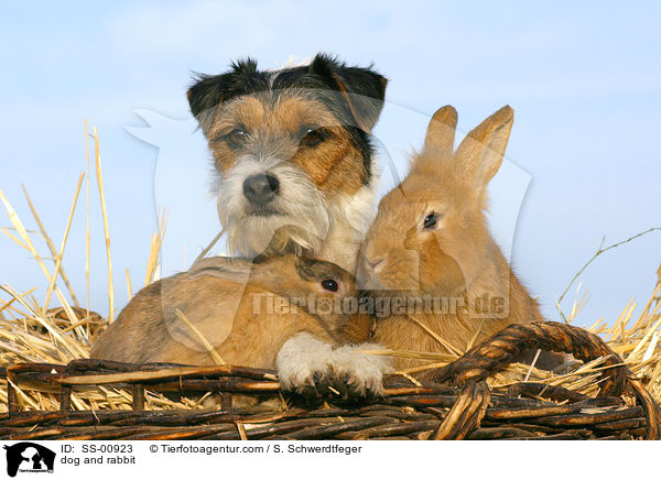 Parson Russell Terrier und Kaninchen / dog and rabbit / SS-00923