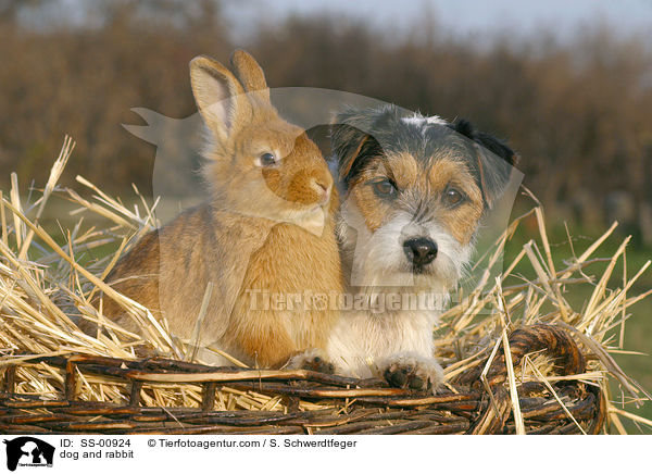 Hund und Kaninchen / dog and rabbit / SS-00924