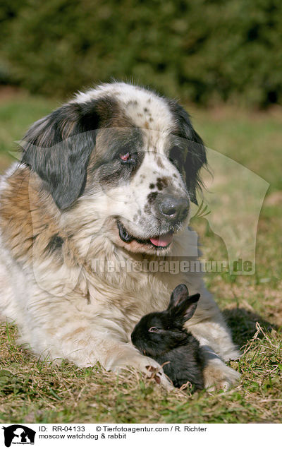 Moskauer Wachhund & Kaninchen / moscow watchdog & rabbit / RR-04133