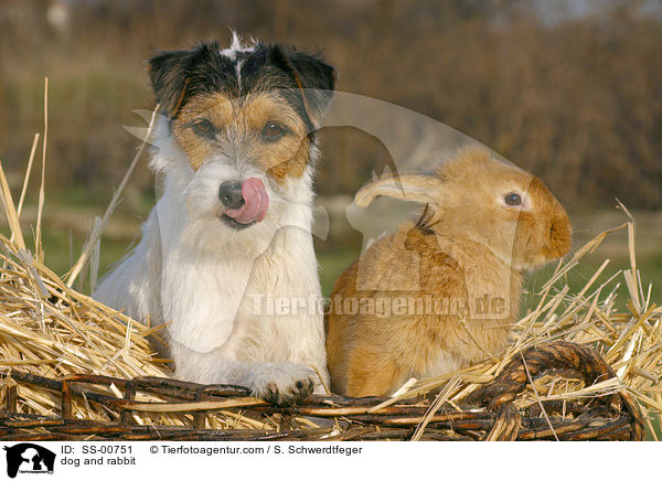 dog and rabbit / SS-00751