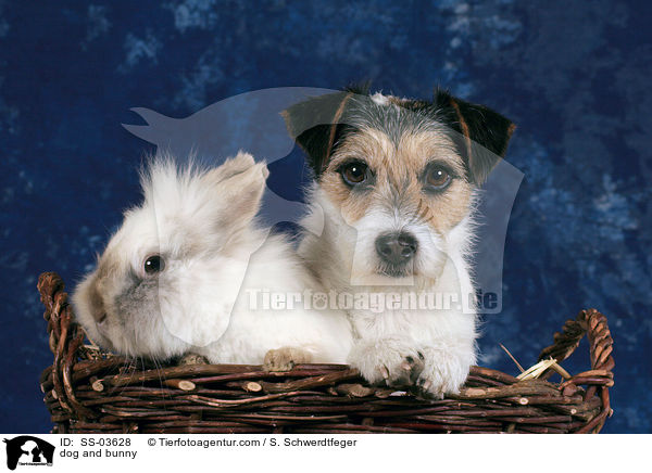 Hund und Kaninchen / dog and bunny / SS-03628