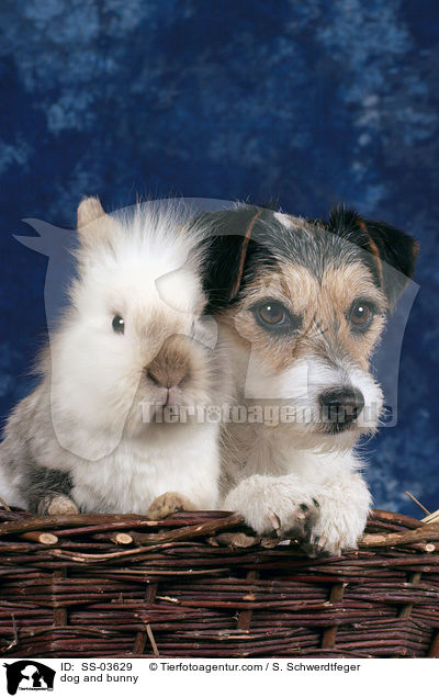 Hund und Kaninchen / dog and bunny / SS-03629