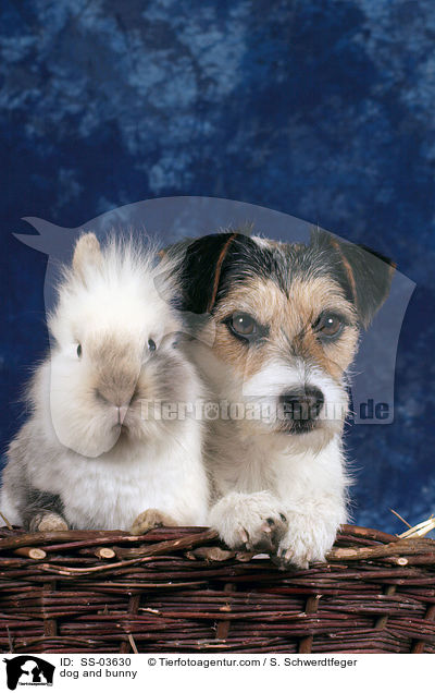 dog and bunny / SS-03630