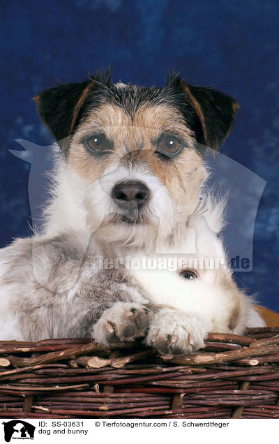 Hund und Kaninchen / dog and bunny / SS-03631