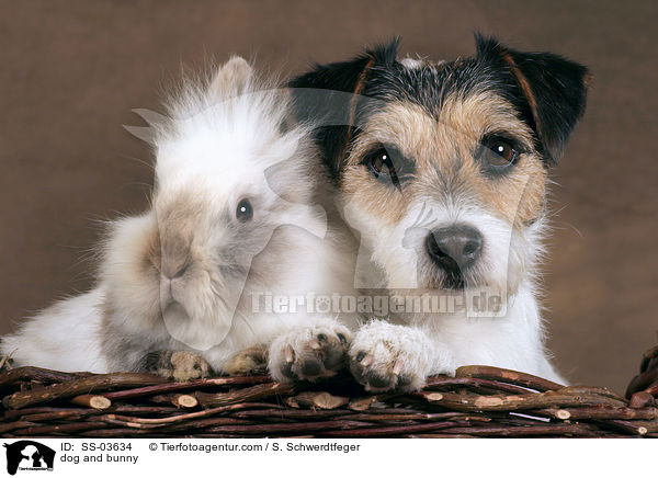 Hund und Kaninchen / dog and bunny / SS-03634