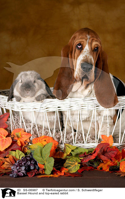Basset Hound and lop-eared rabbit / SS-06987