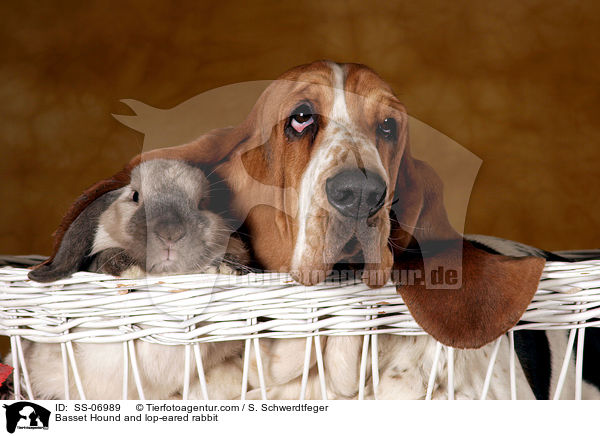 Basset Hound and lop-eared rabbit / SS-06989