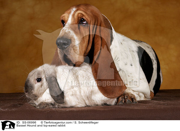Basset Hound und Widderkaninchen / Basset Hound and lop-eared rabbit / SS-06996