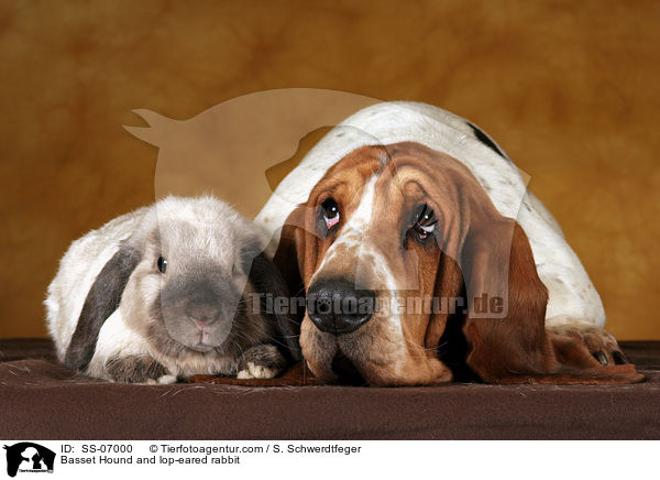 Basset Hound und Widderkaninchen / Basset Hound and lop-eared rabbit / SS-07000