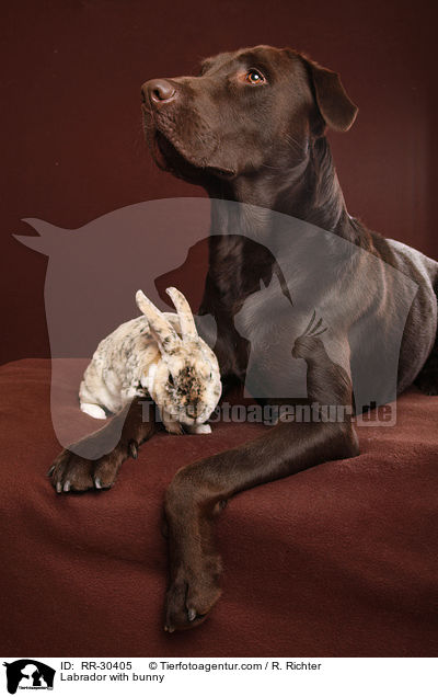 Labrador mit Klein-Rex / Labrador with bunny / RR-30405