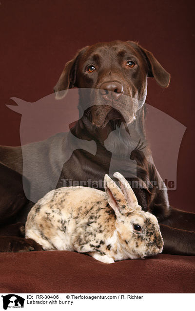 Labrador with bunny / RR-30406