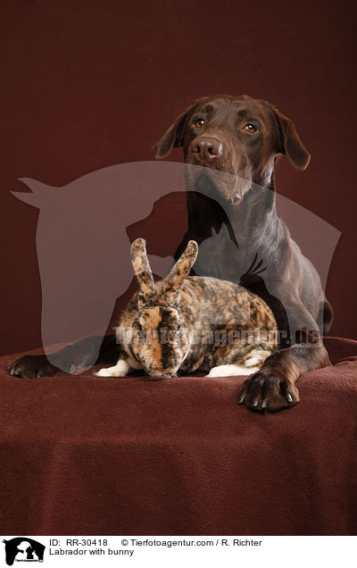 Labrador with bunny / RR-30418