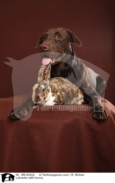 Labrador with bunny / RR-30422