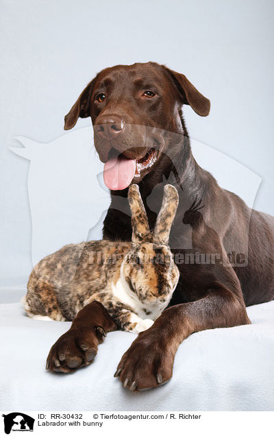 Labrador with bunny / RR-30432
