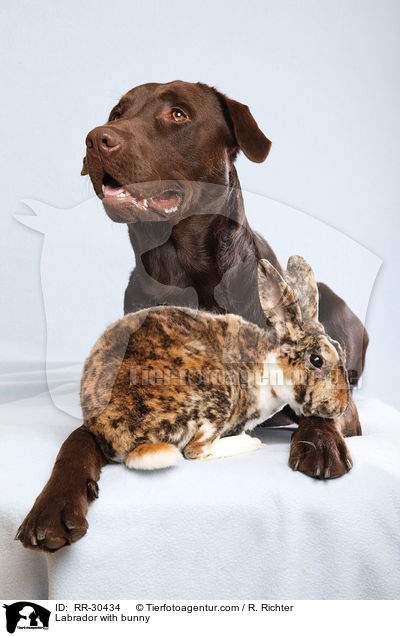 Labrador with bunny / RR-30434