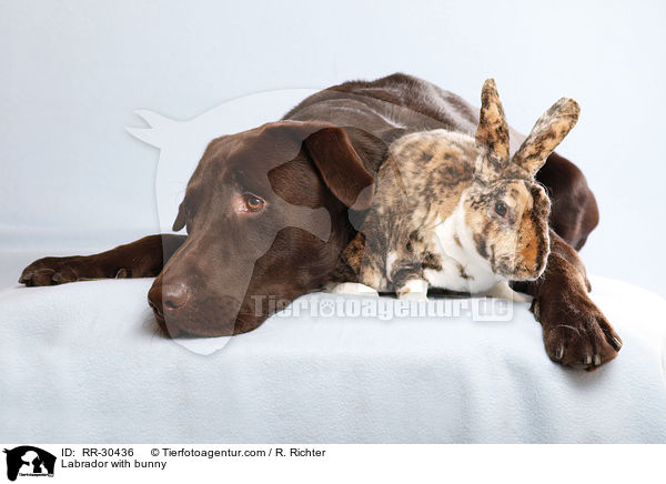 Labrador with bunny / RR-30436