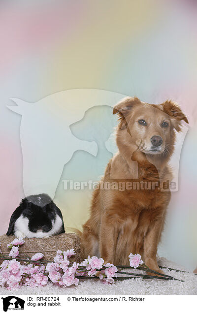 Hund und Kaninchen / dog and rabbit / RR-80724