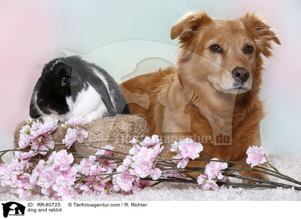 Hund und Kaninchen / dog and rabbit / RR-80725