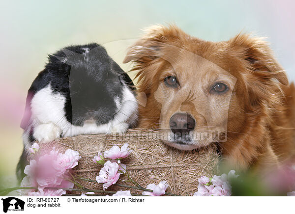 Hund und Kaninchen / dog and rabbit / RR-80727