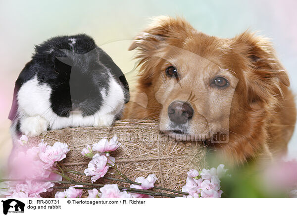 Hund und Kaninchen / dog and rabbit / RR-80731