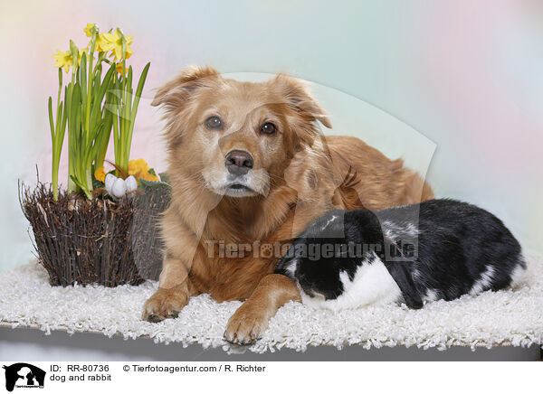 Hund und Kaninchen / dog and rabbit / RR-80736