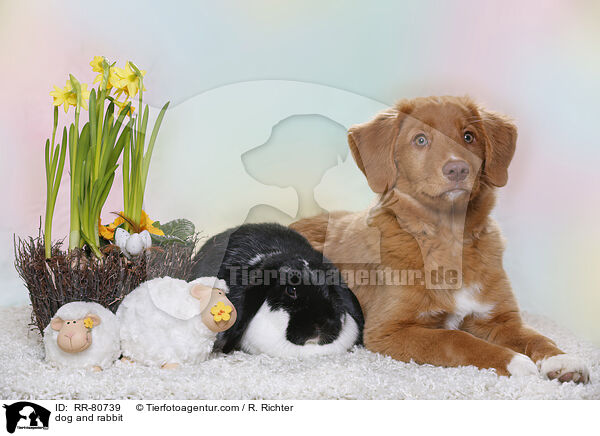 Hund und Kaninchen / dog and rabbit / RR-80739