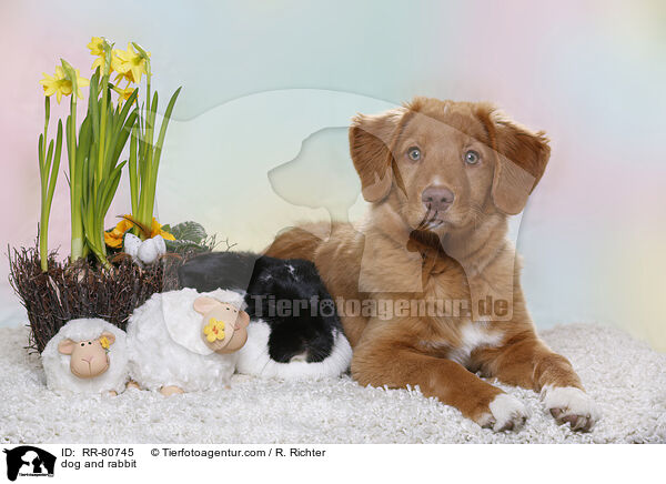 Hund und Kaninchen / dog and rabbit / RR-80745