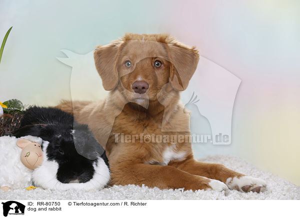 Hund und Kaninchen / dog and rabbit / RR-80750