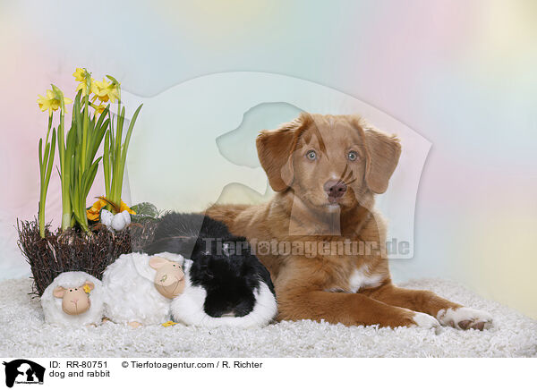 Hund und Kaninchen / dog and rabbit / RR-80751