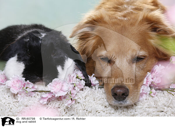 Hund und Kaninchen / dog and rabbit / RR-80798
