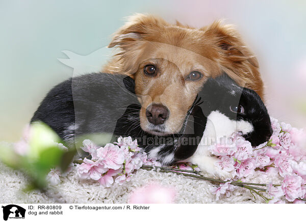 Hund und Kaninchen / dog and rabbit / RR-80809