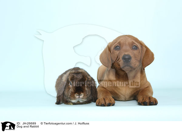 Hund und Kaninchen / Dog and Rabbit / JH-26689